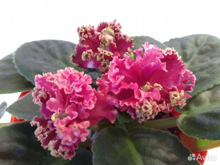 Сортовые фиалки