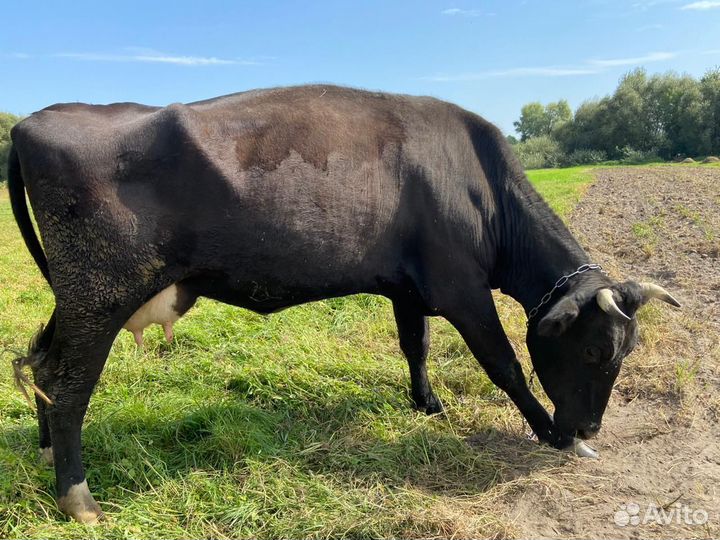 Корова дойная хорошая