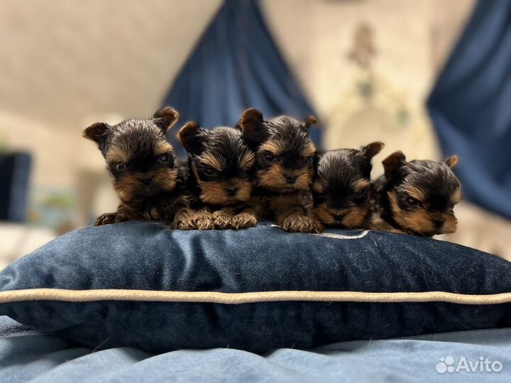 Мини беби фейс йорки