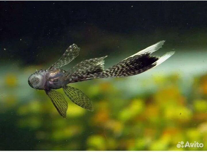 Сомики анциструсы