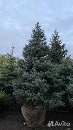 Ель колючая голубая