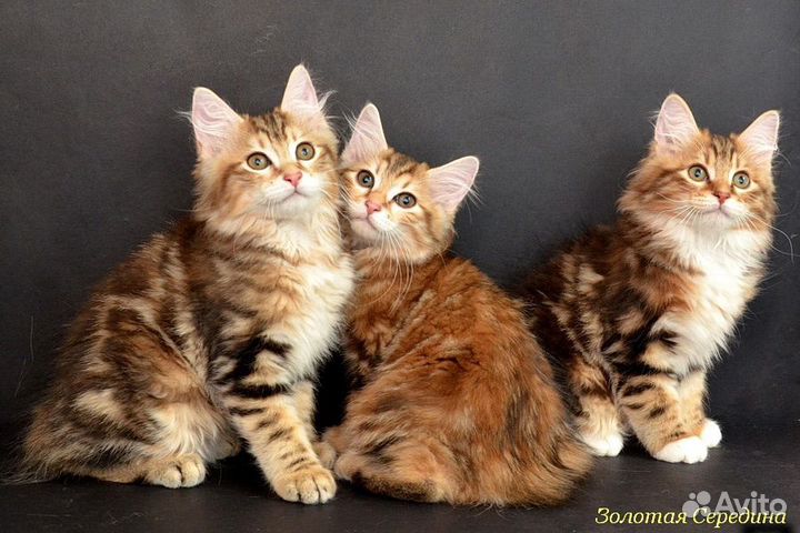 Кошки курильский бобтейл