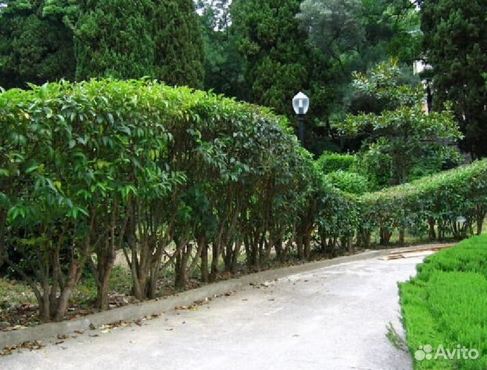 Лавровишня для изгороди