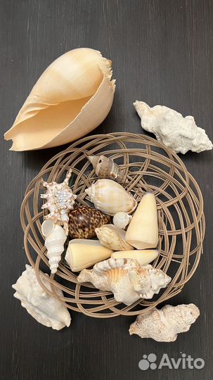 Ракушки морские