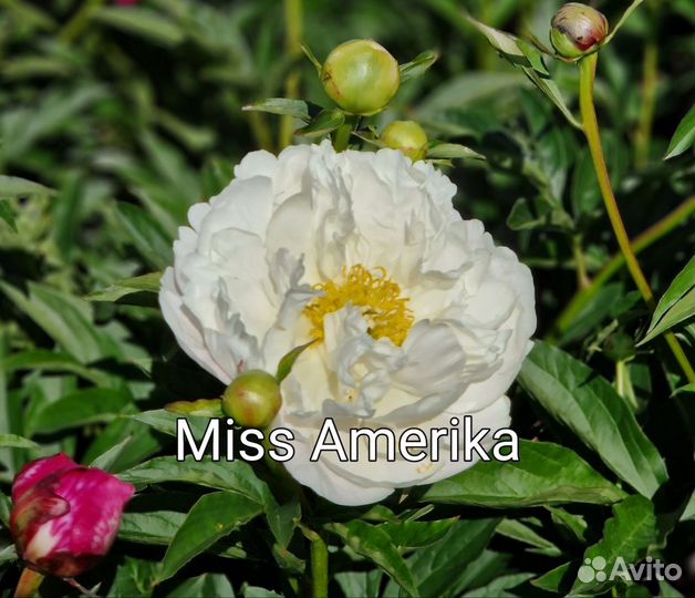 Пионы корни