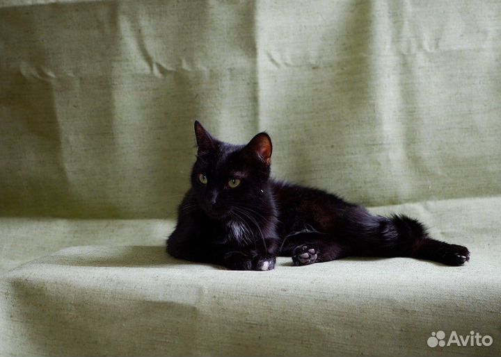 Котик ищет дом