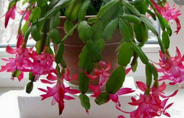 Каланхоэ,фиалки,декабрист,дифенбахия и т д