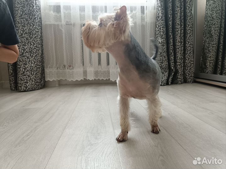 Йоркширский терьер вязка мальчик стандарт