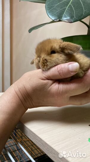 Декоративные кролики вислокхие барашки