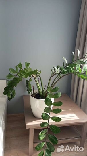 Замиокулькас(долларовое дерево)