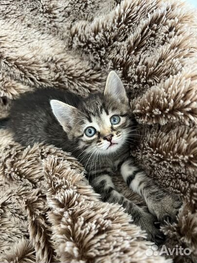 Котята