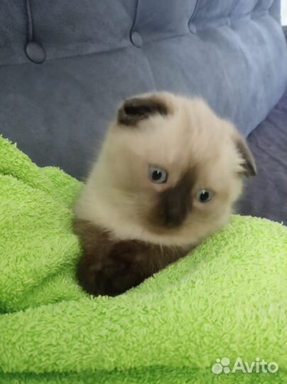 Котик в добрые руки в резерве до 8 июня