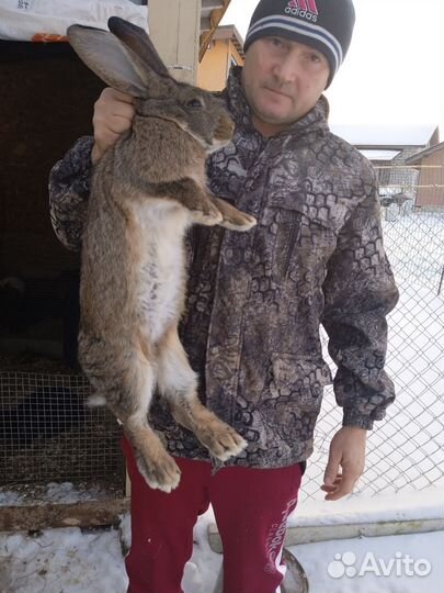 Кролики мясных пород