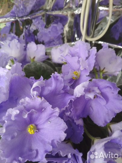 Детки сортовых фиалок