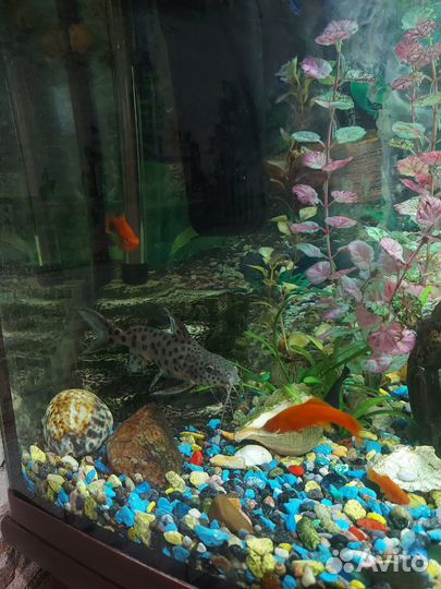 Аквариумные рыбки