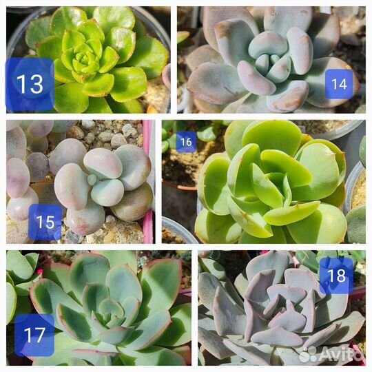 Суккуленты. Листики, детки