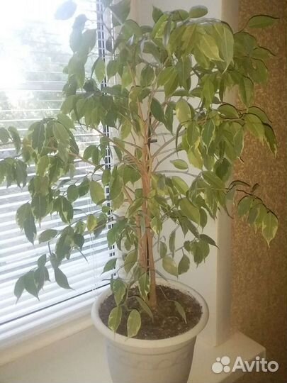 Фикус бенджамина