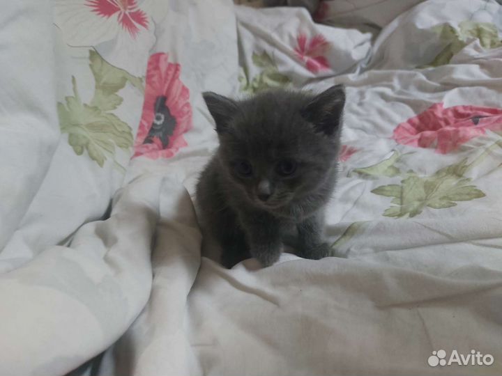 Коты близнецы в дар