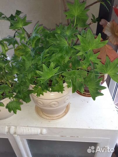 Цикас, фикус, монстера