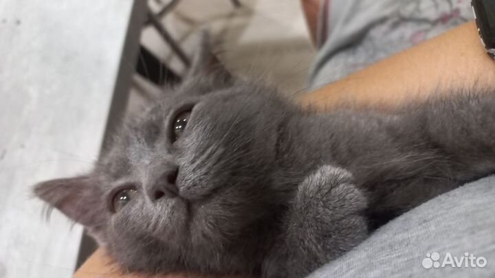 Милая кошечка в хорошие руки, к лотку приучена