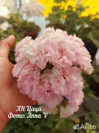 Пеларгония та Эммануэль и др