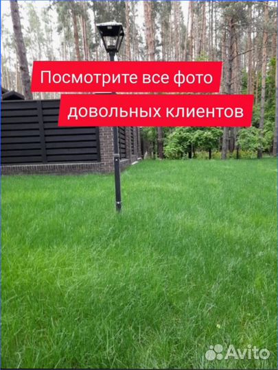 Газонная трава