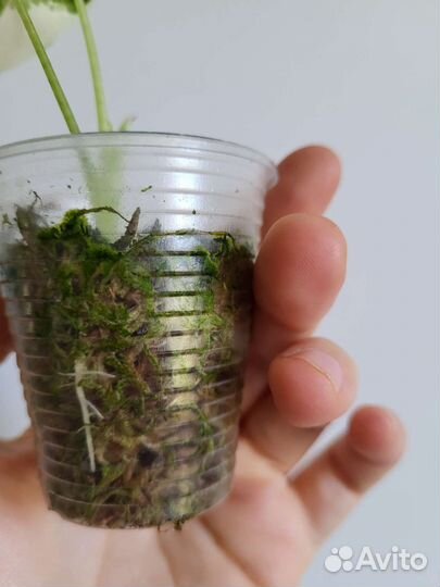 Алоказия фрайдек