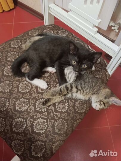 Котята готовы к переезду