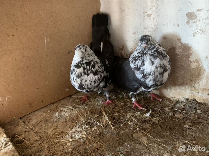 Николаевские голуби