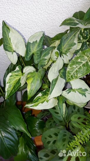 Сингониум три короля