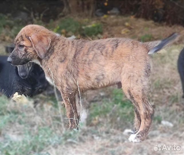 Щенок мальчик