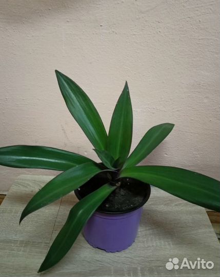 Традесканция, фикус, бегония, женское счастье и др