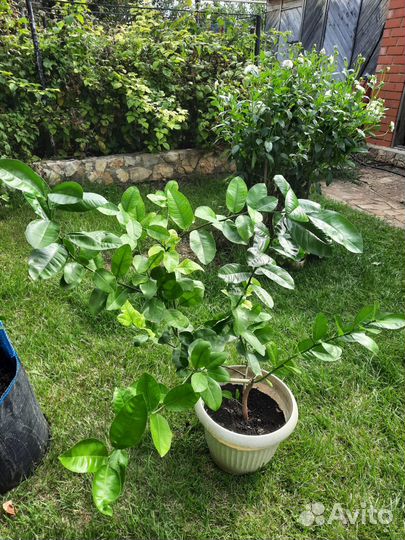 Продам саженцы лимонов