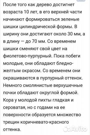 Пихта Корейская