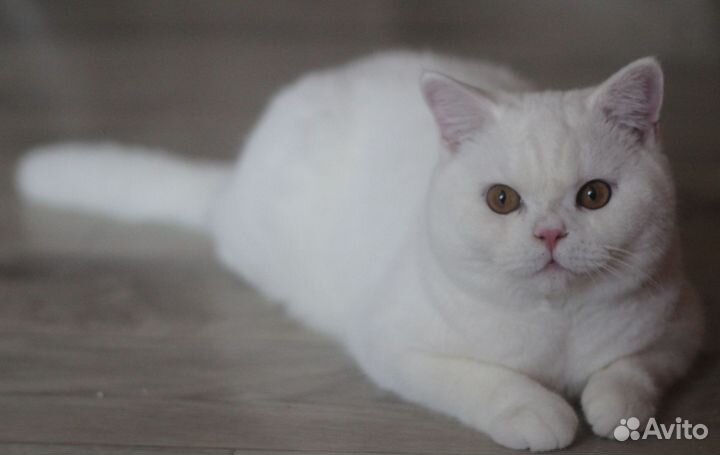 Котик белого окраса