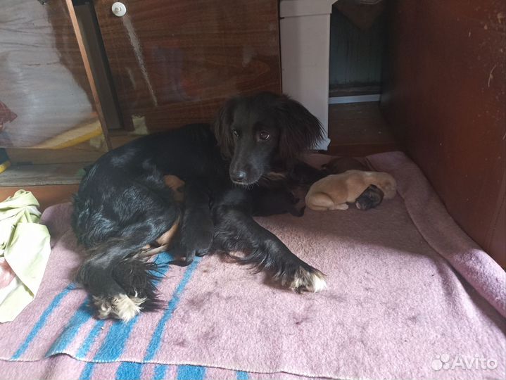 Отдам бесплатно щенки