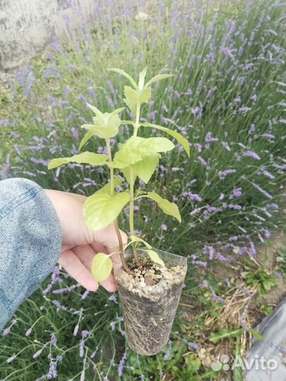 Рассада мяты