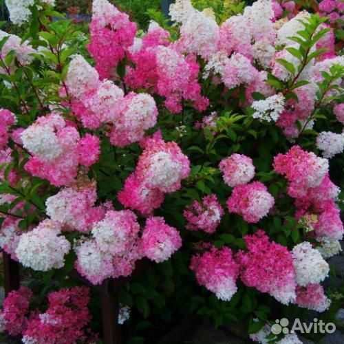 Гортензия метельчатая и крупнолистная саженцы