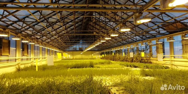 Работник теплицы