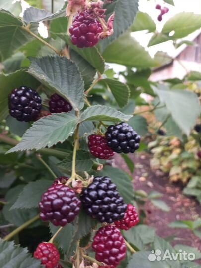 Саженцы ежевики