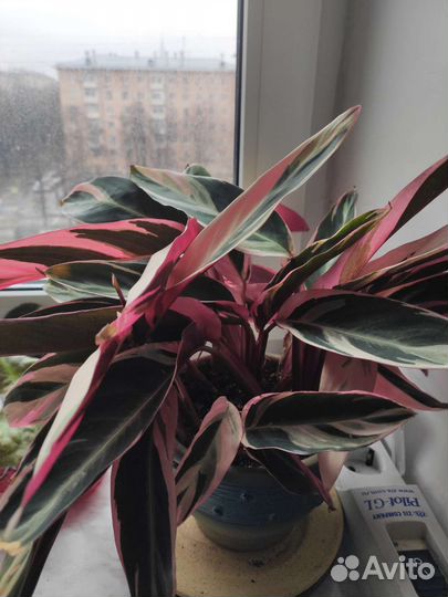 Продам цветы комнатные