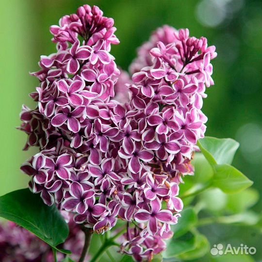 Сирень Сенсация