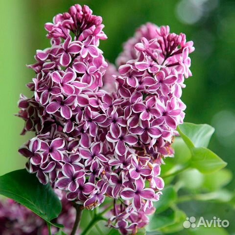 Сирень Сенсация