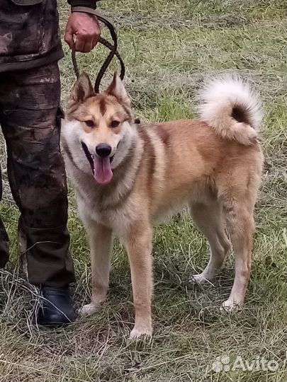 Западно сибирская лайка вязка