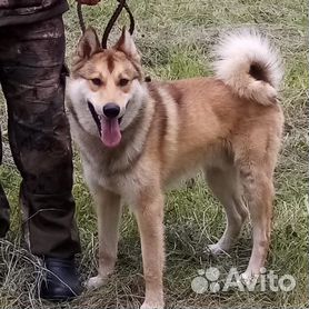 Западносибирская лайка: фото собаки, цена, описание породы, характер, видео