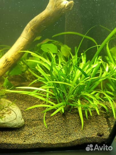 Аквариумное растение - Сагиттария (почвопокровка)
