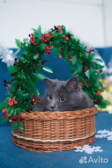 Котик в добрые руки