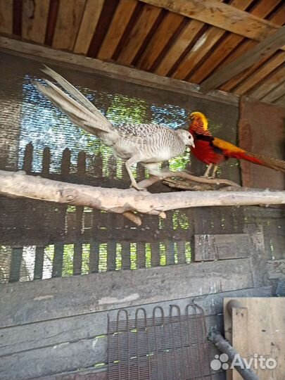 Фазаны серебряные, золотые, лимоные