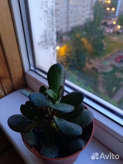 Крассула Толстянка