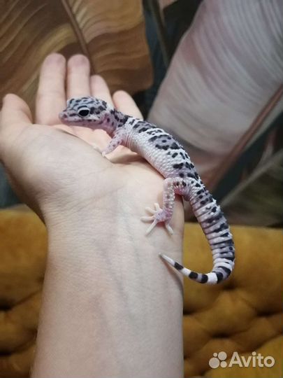 Геккон эублефар